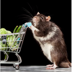 Rat Worl