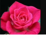 Rising Roses Rule 🌹