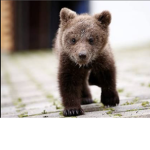 Silliest Bears ever :)