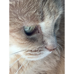 Cat Council66