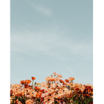 - Aesthetically peachy -