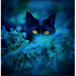 A clan from the Shadows