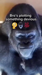 Something Devious
