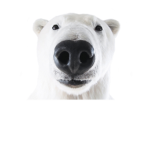 Polar Bears idk
