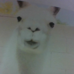 The Lama Life