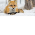 Group of foxes