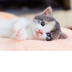😎=KITTEN SQUAD=😎