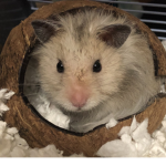 ChunkyTheHams