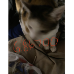 KittyisaFATcat's group