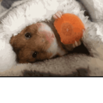 guinea pig love group