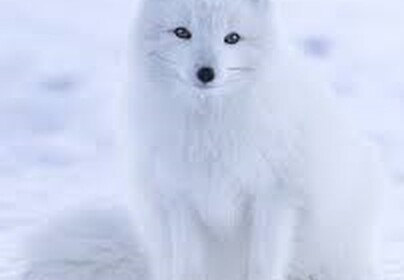 MISSION: FOX