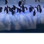 TOXIC PENGUINS