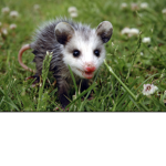 Lil possums