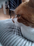 Wer mag Katzen ? Wir!!!!