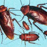 Family Of Roaches In A Can Of Soup.