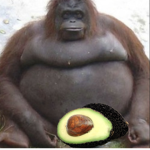 AVACADO-APES