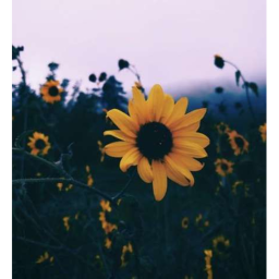 Sunflower Hangout!