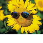 Vibe Sunflower Hangout