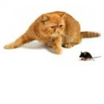 cat Union