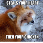 just some foxs