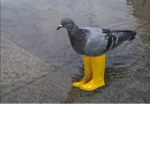 Pigeons _United