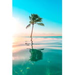 Fish_playz fan group