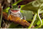 Froggy GoodWill