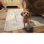 Rosie the cutie pie