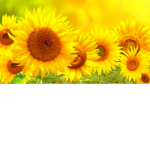 Weird Sunflower Club