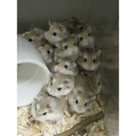AmigosdeAmy