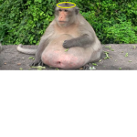 Kingdom of the monkeys