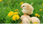 Chicken live