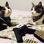 The cat bounty hunters