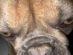 My dog is cute]