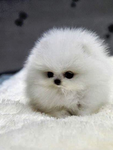 Puppies are the best animal