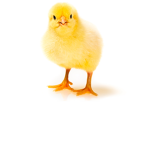 chickens squad