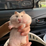 Hamster MINECRAFT Gang