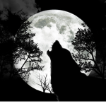 Evening Wolf