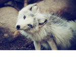 GroupSlyfox