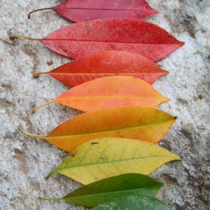 fall aesthetic Roblox decal