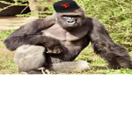 rip harambe