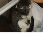 Elsa’s cat group