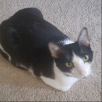 THE OBBY FOR UGLY PEOPLE!!!