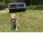 Diesel:)