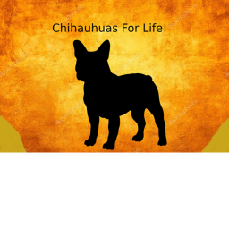 Chihuahua Run!