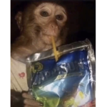 Dino nuggets are the only real nuggets