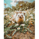 Charli’s Tiny Hedgehogs