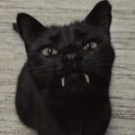 Gothic Cat