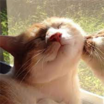 . . .the kittypet house. . .