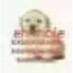 RipMachista